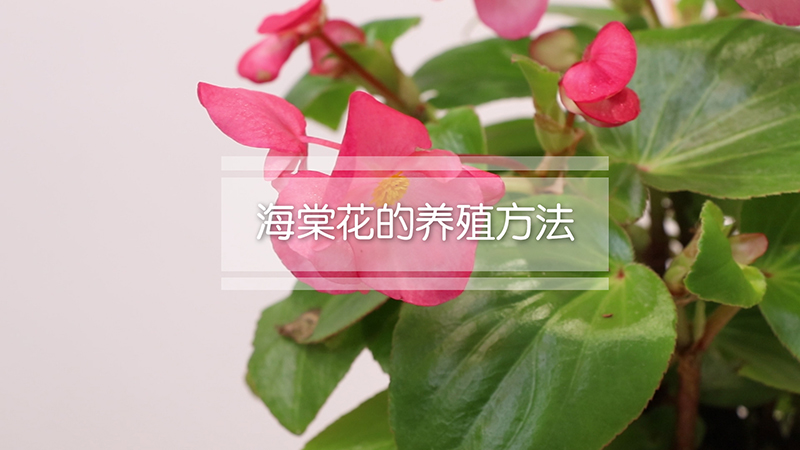 海棠花的养殖方法