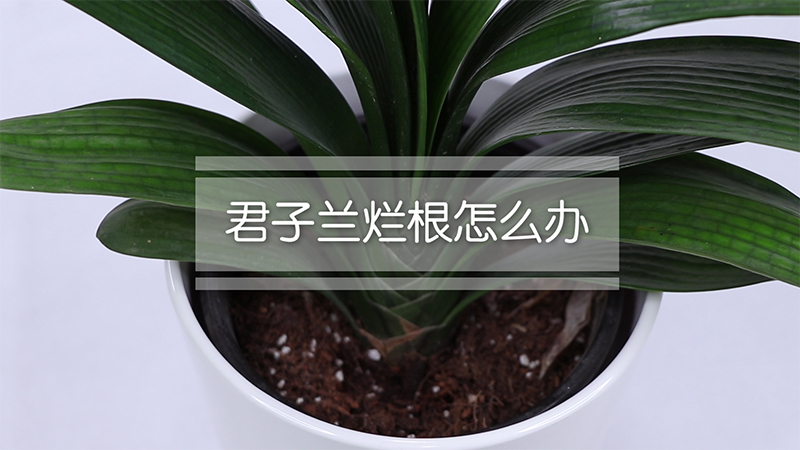 君子兰烂根怎么办