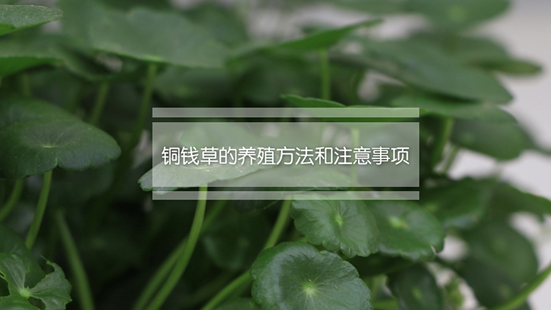 铜钱草的养殖方法和注意事项