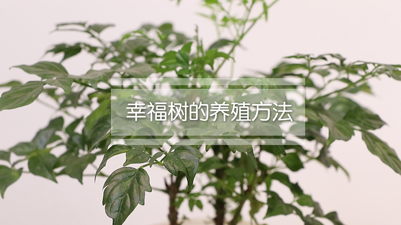 幸福树的养殖方法