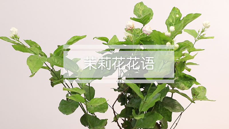 茉莉花花语