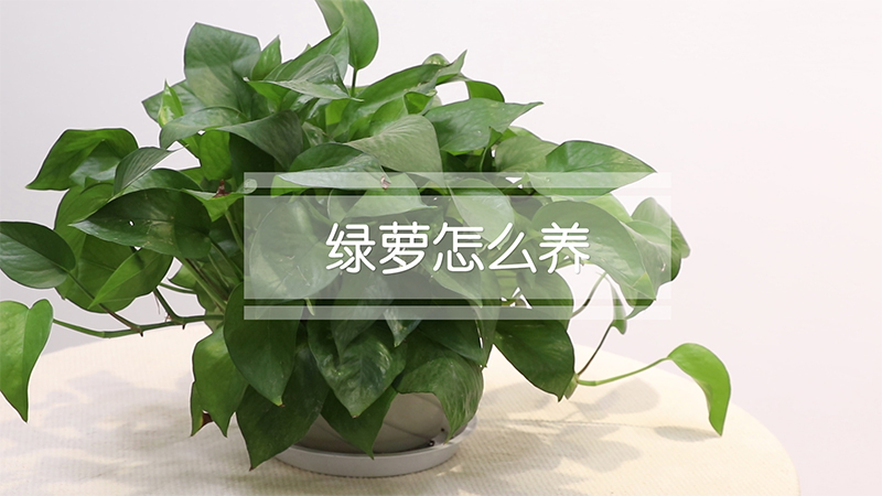 绿萝怎么养