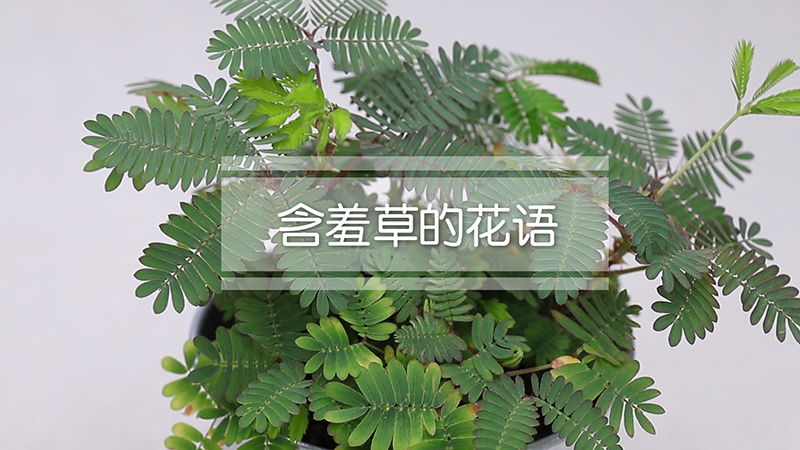 含羞草的花语
