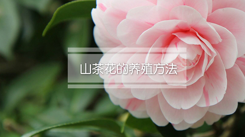 山茶花的养殖方法