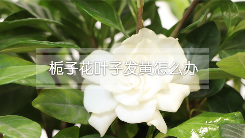 栀子花叶子发黄怎么办