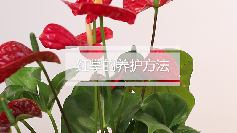 红掌的养护方法