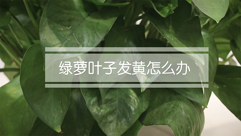 绿萝叶子发黄怎么办