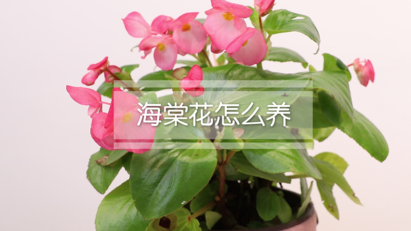 海棠花怎么养
