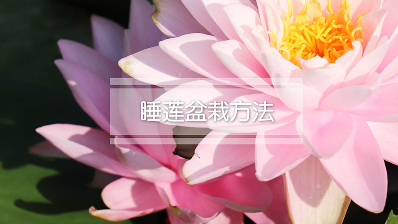 睡莲盆栽方法