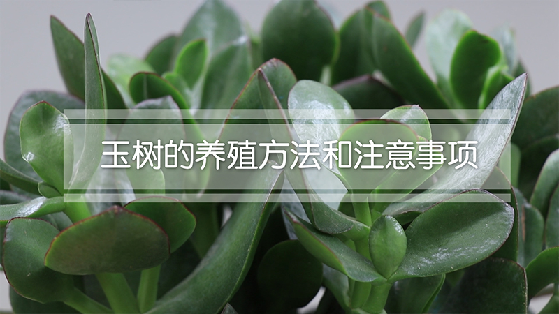玉树的养殖方法和注意事项