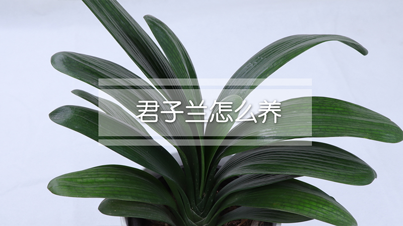 君子兰怎么养