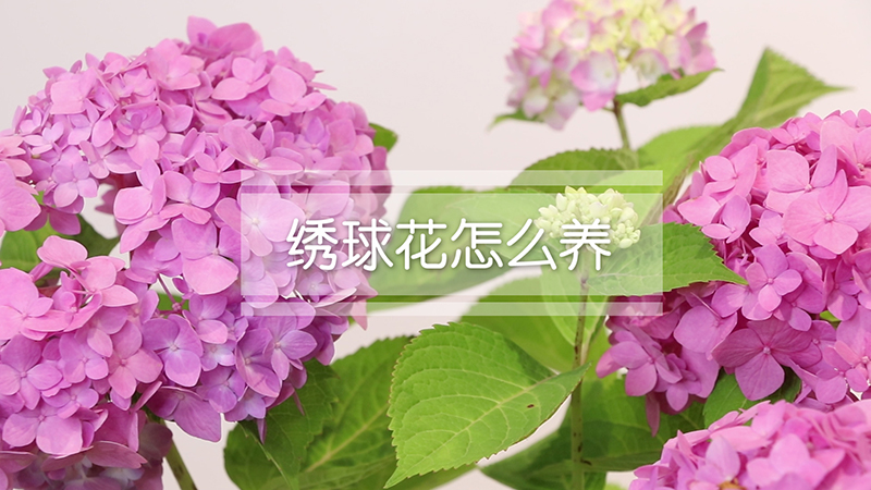 绣球花怎么养