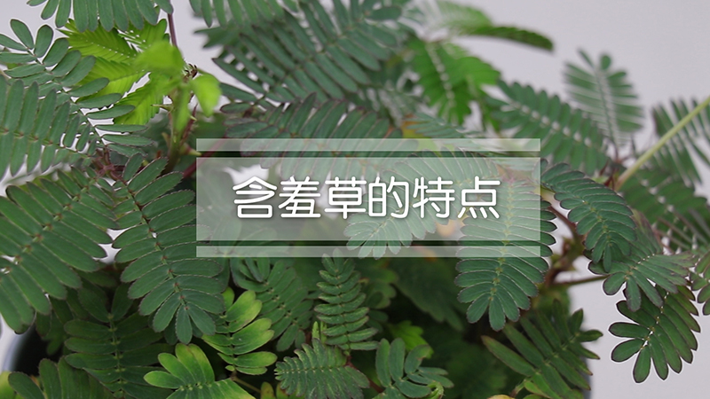 含羞草的特点