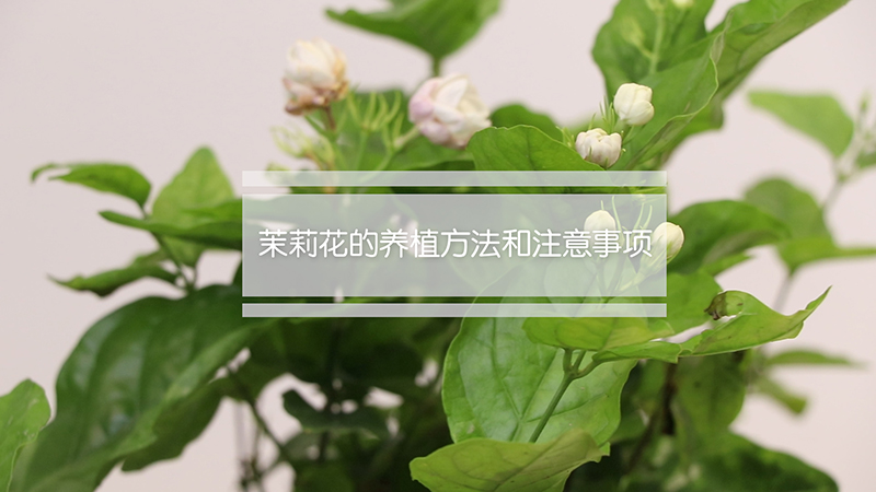 茉莉花的养植方法和注意事项