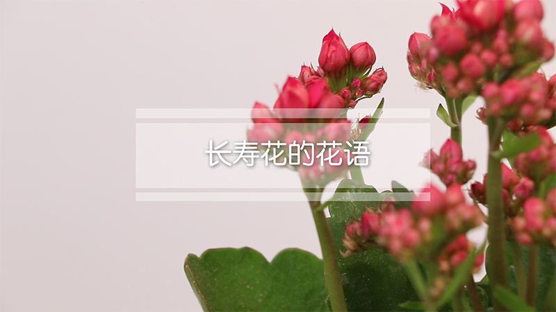 长寿花花语
