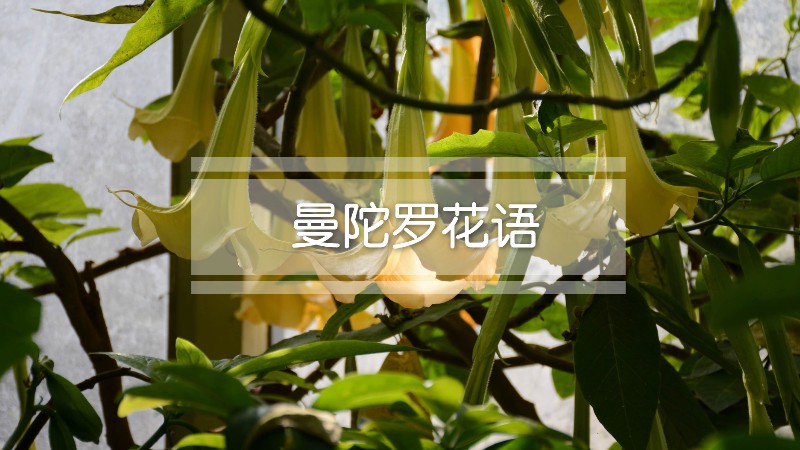 曼陀罗花语