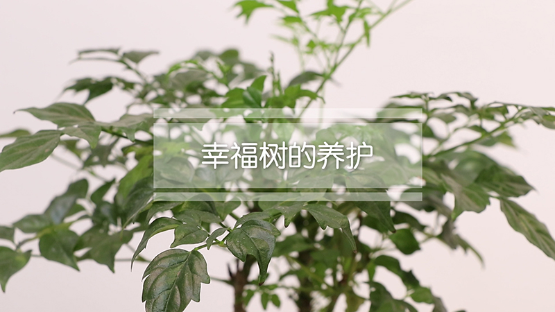 幸福树的养护
