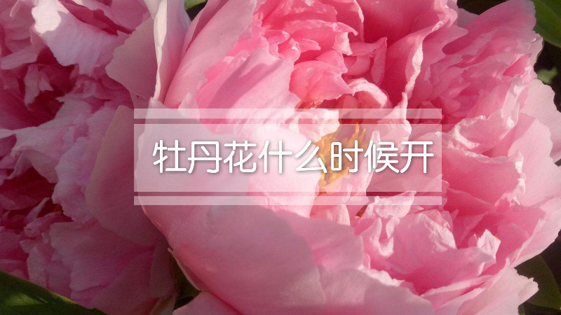 牡丹花什么时候开