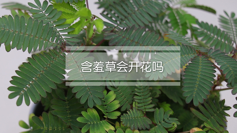 含羞草会开花吗