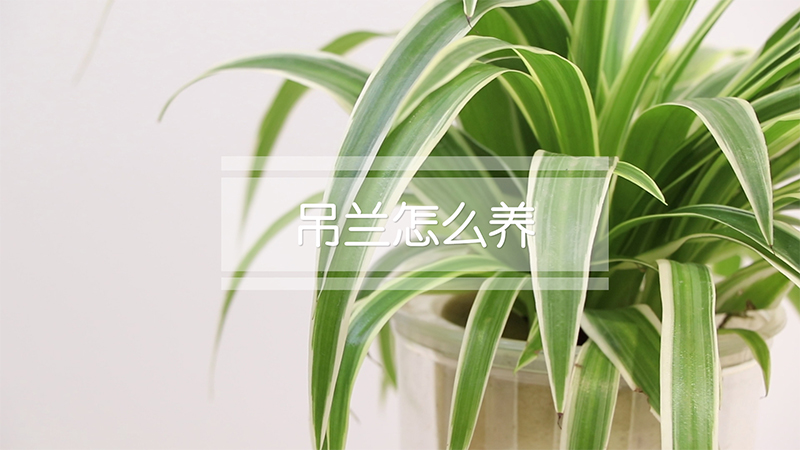 吊兰怎么养