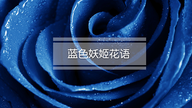 蓝色妖姬花语