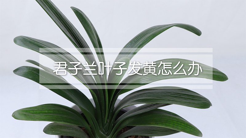 君子兰叶子发黄怎么办