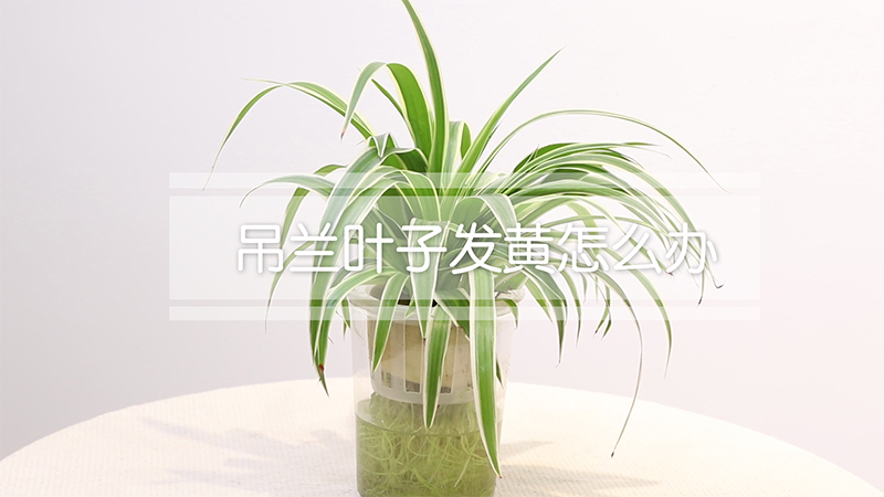吊兰叶子发黄怎么办
