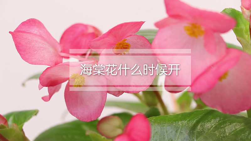 海棠花什么时候开