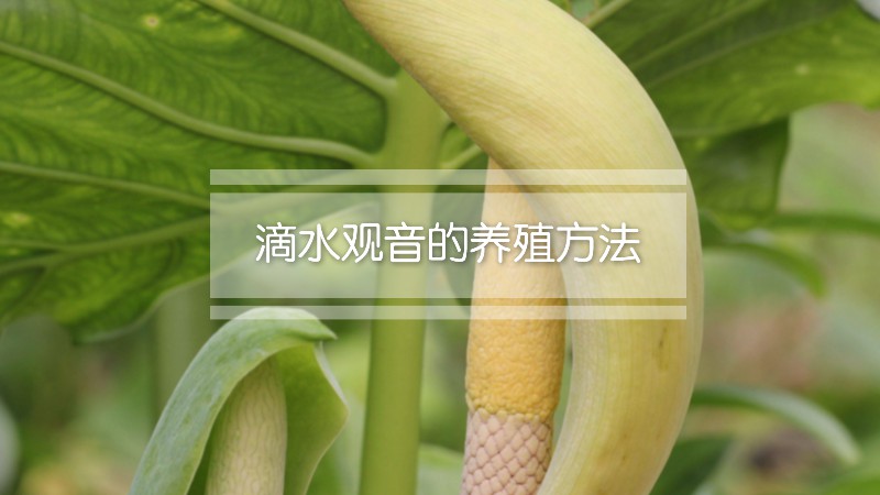 滴水观音的养殖方法