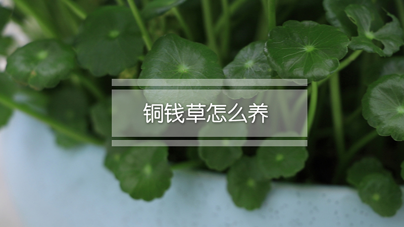 铜钱草怎么养