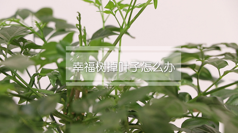 幸福树掉叶子怎么办