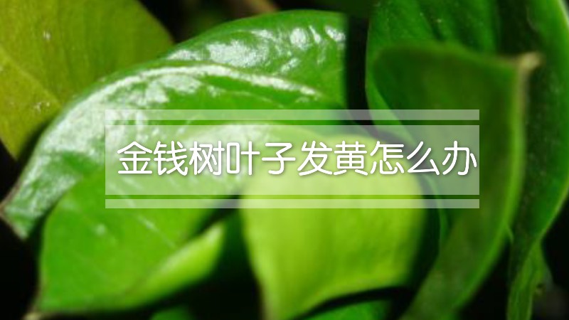 金钱树叶子发黄怎么办