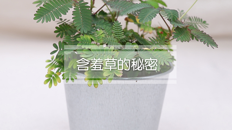 含羞草的秘密