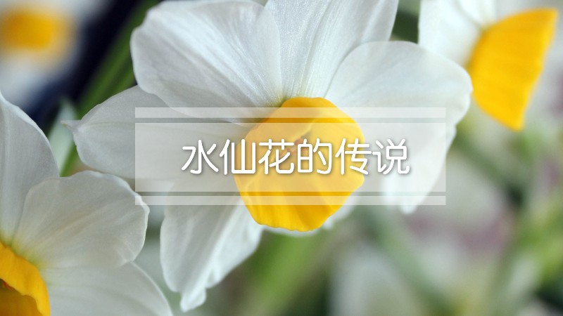 水仙花的传说