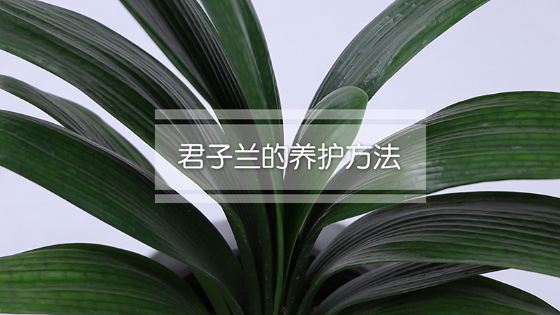 君子兰的养护方法