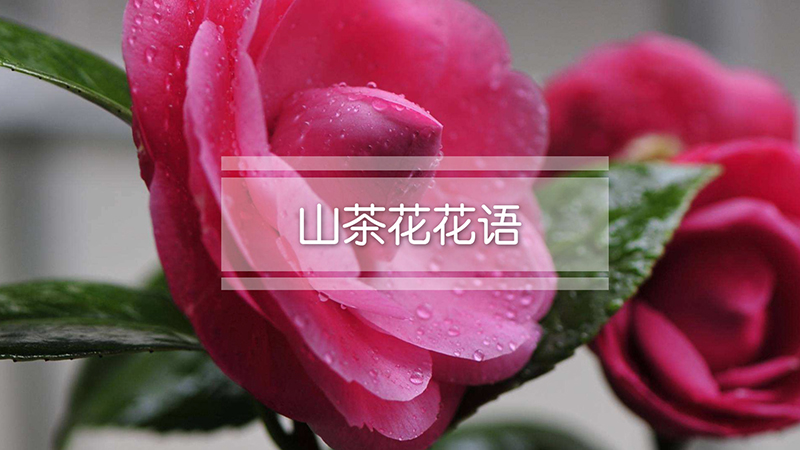 山茶花花语