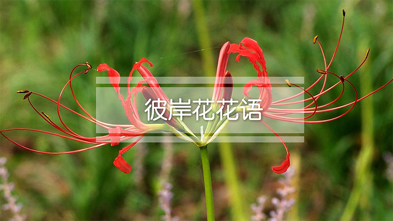 彼岸花花语