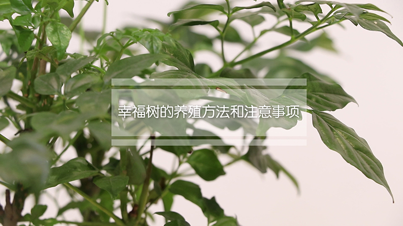 幸福树的养殖方法和注意事项