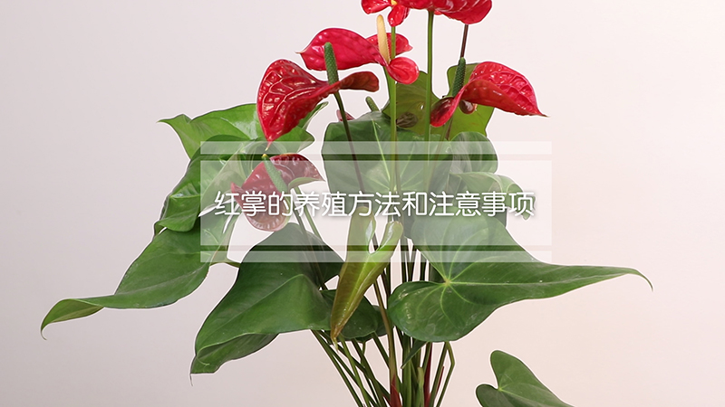 红掌的养殖方法和注意事项