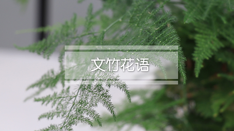 文竹花语