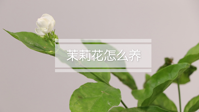 茉莉花怎么养