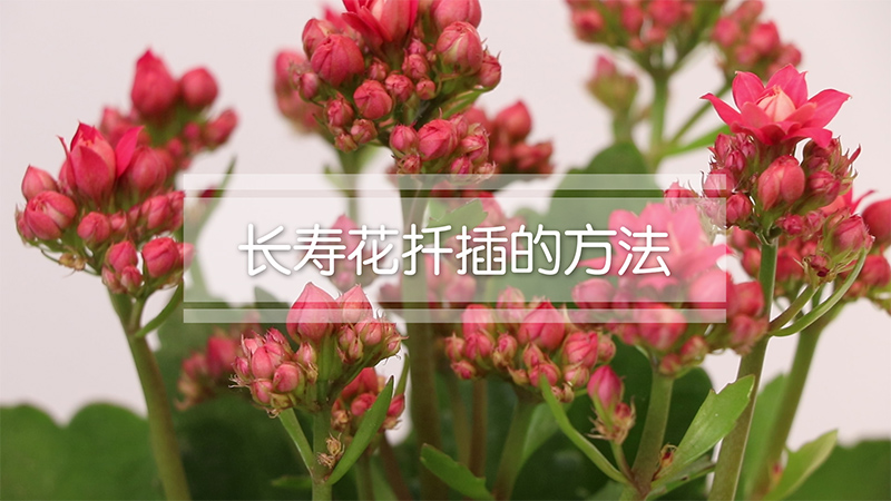 长寿花扦插的方法