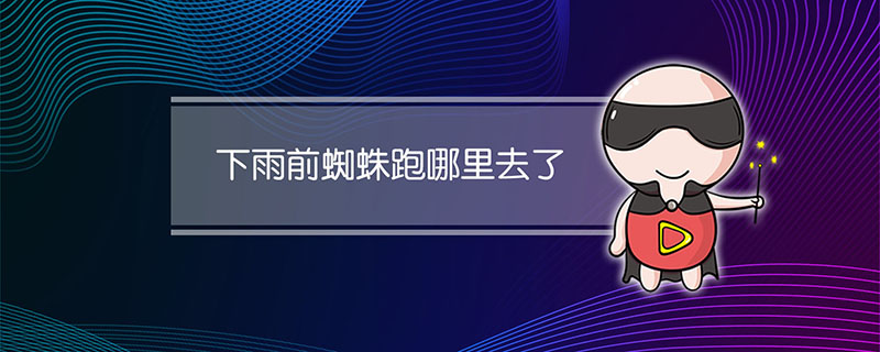 下雨前蜘蛛跑哪里去了