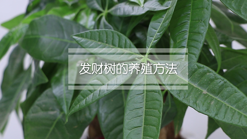 发财树的养殖方法