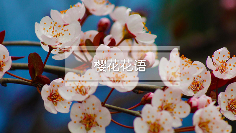 樱花花语