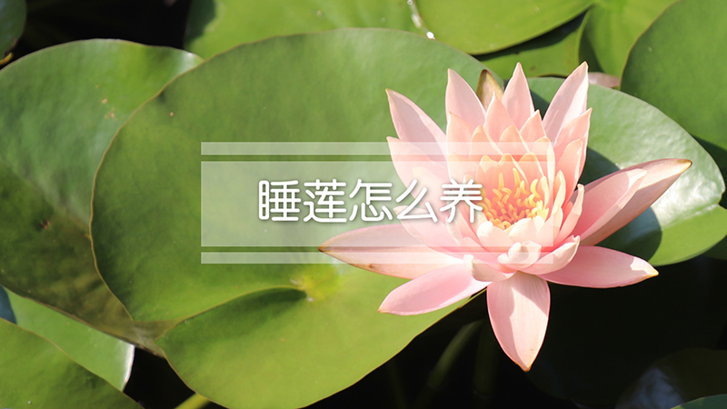 睡莲怎么养