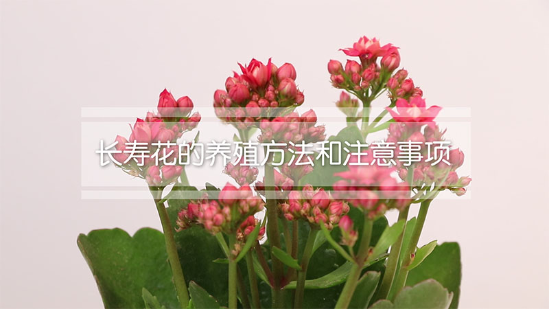 长寿花的养殖方法和注意事项