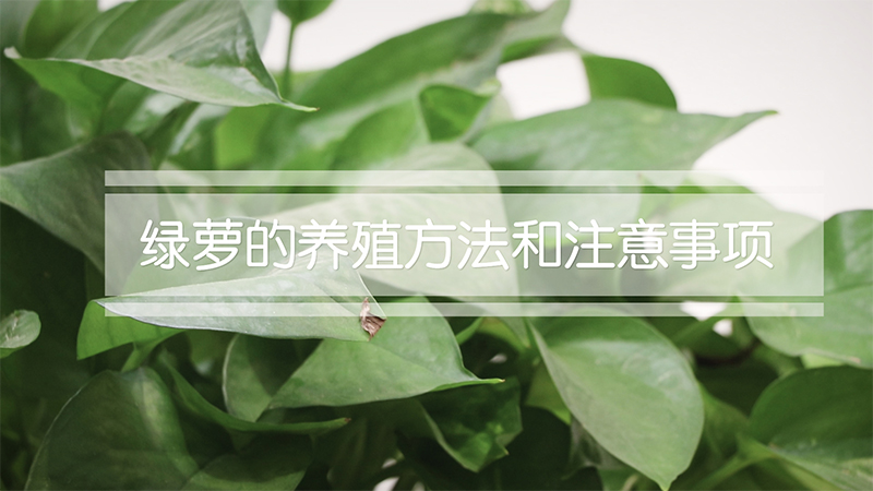 绿萝的养殖方法和注意事项