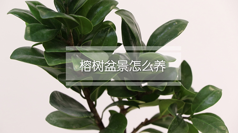 榕树盆景怎么养