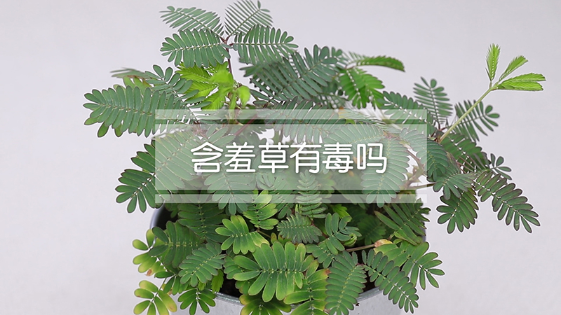 含羞草有毒吗